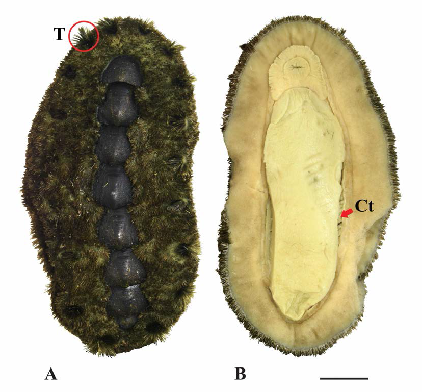 털군부(Acanthochitona defilippii). A. dorsal view; T: tuft，B. ventral view； Ct: ctenidia. scale bar: 5mm