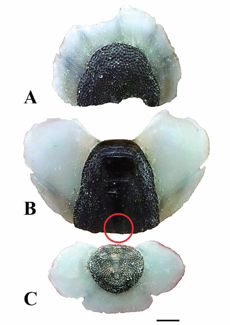 털군부(Acanthochitona defilippii) 각판. A. head valve, B. intermediate (5th) valve, C. tail valve, scale bar: 1mm