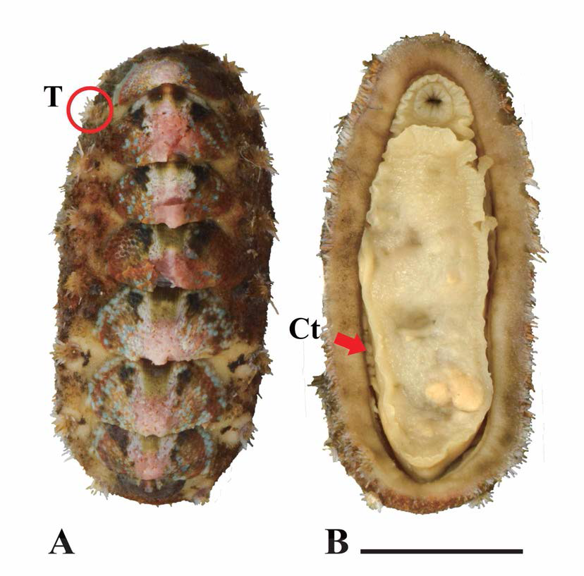 애기털군부(Acanthochitona rubrolineata). A. dorsal view； T: tuft, B. ventral view； Ct: ctenidia. scale bar: 5mm