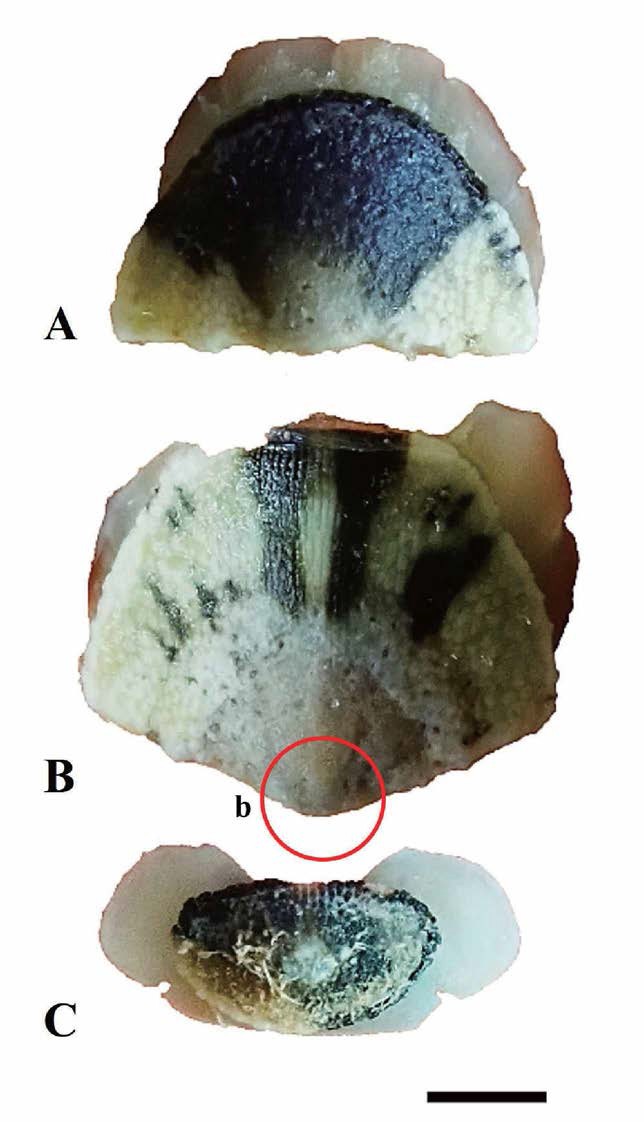 Acanthochitona sp. A 각판. A. head valve, B. intermediate (2nd) valve； b: beaked, C. tail valve, scale bar: 1mm