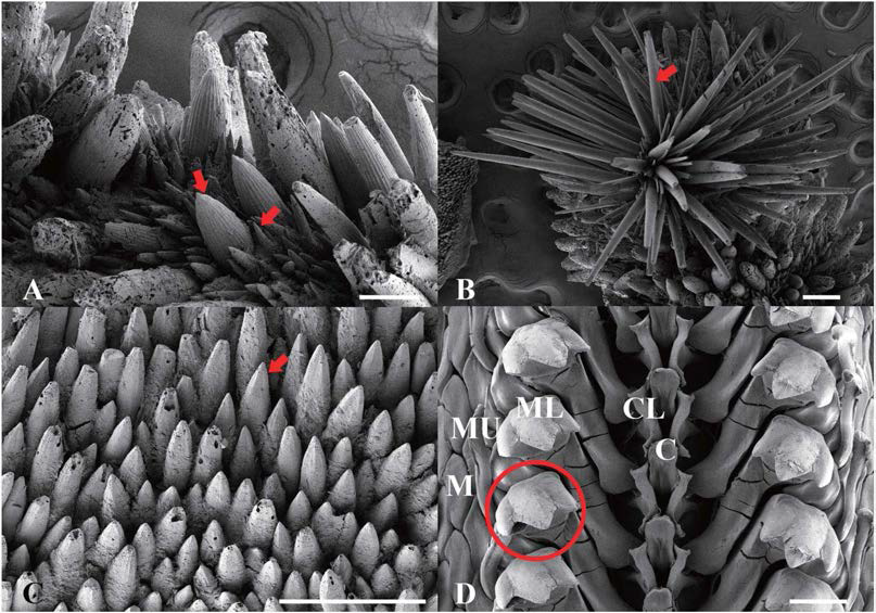 Acanthochitona sp. A SEM 이미지. A. dorsal girdle spicules, B. tuft, C. ventral girdle spicules, D. radula； C: central tooth； CL: centro-lateral tooth； ML: major lateral tooth； MU: major uncinus tooth； M: marginal teeth, scale bar： A=200μm, B-D=100μm