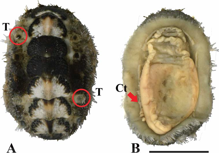 Acanthochitona sp. B. A. dorsal view； T: tuft, B. ventral view； Ct: ctenidia. scale bar: 5mm