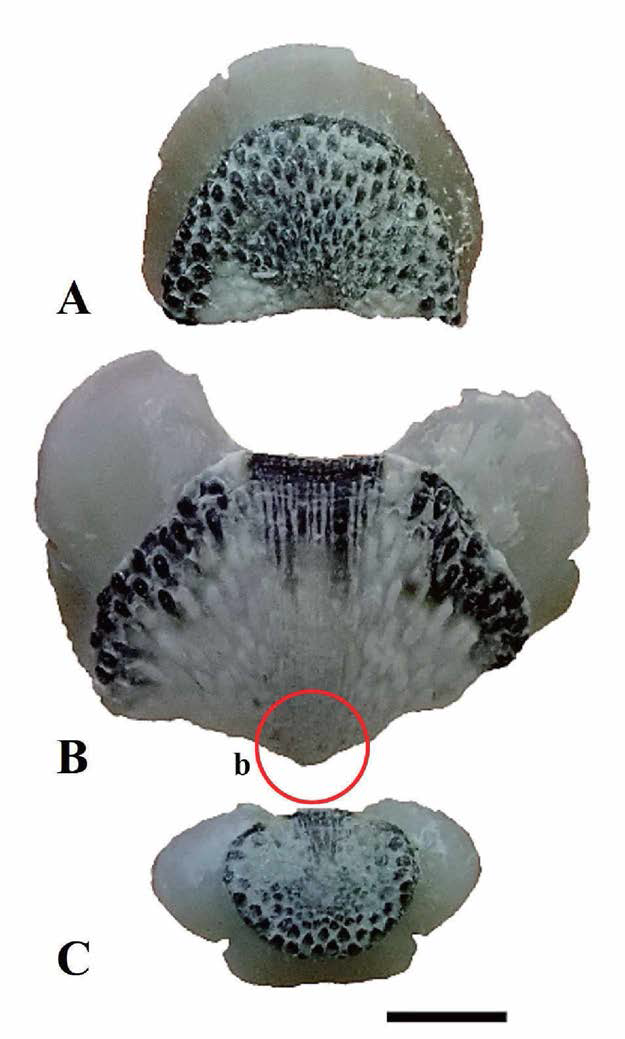 Acanthochitona sp. B 각판. A. head valve, B. intermediate (5th) valve； b: beaked, C. tail valve, scale bar: 1mm