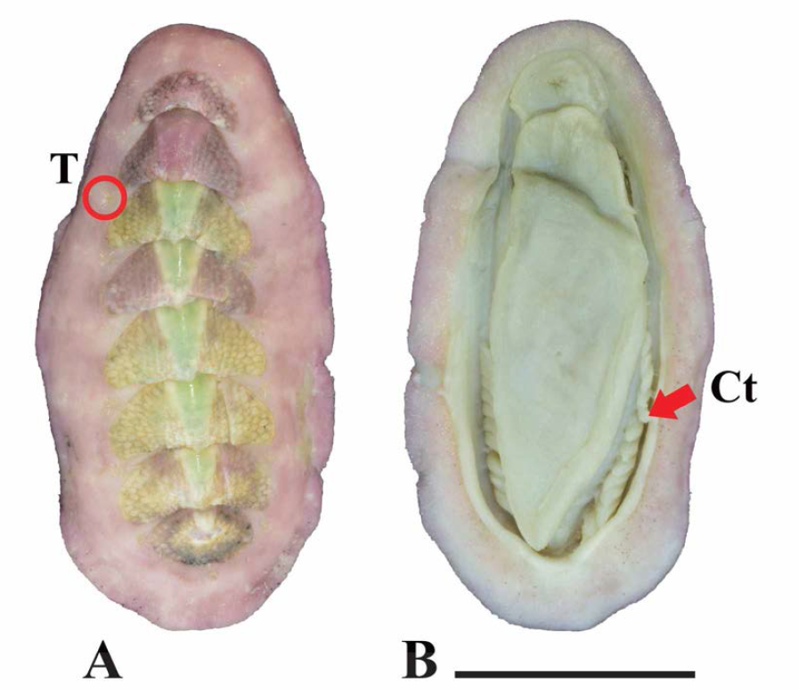 옅은분홍군부(Leptoplax doederleini). A. dorsal view; T: Tuft, B. ventral view； Ct: ctenidia. scale bar: 5mm