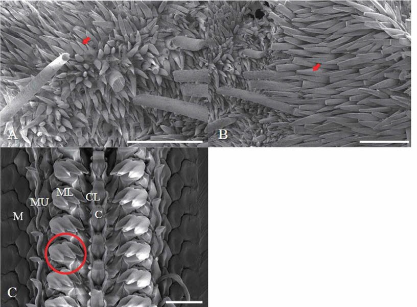 옅은분홍군부(Leptoplax doederleini) SEM 이미지. A. dorsal girdle spicules, B. tuft, C. radula； C: central tooth； CL: centro-lateral tooth； ML: major lateral tooth； MU: major uncinus tooth； M: marginal teeth, scale bar: A_C=100μm