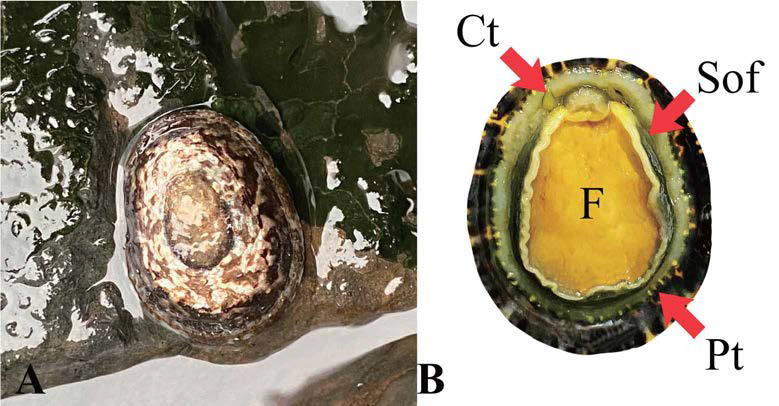 진주배말(Cellana grata) A. microhabit, B. soft body； Ct: cephalic tentacle, F: foot, Pt: pallial tentacle, Sof: side of foot