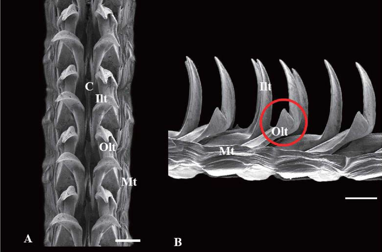 진주배말(Cellana grata) radula. A. frontal view, B. lateral view； C: central tooth, lit: innermost lateral tooth, Olt: outermost lateral tooth, Mt: marginal teeth, scale bar: 100μm