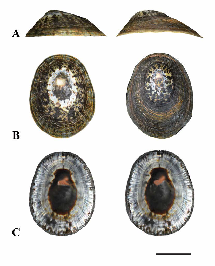 흑색배말(Cellana nigrolineatd) 패각. A. lateral view，B. dorsal view，C. ventral view, scale bar: 10mm