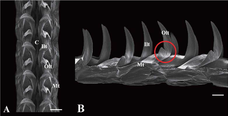 흑색배말(Cellana nigrolineatd) radula. A. frontal view, B. lateral view； C: central tooth, lit: innermost lateral tooth, Olt: outermost lateral tooth, Mt: marginal teeth, scale bar: 100μm