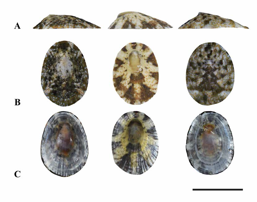 애기삿갓조개(Cellana toreuma). A. lateral view，B. dorsal view, C. ventral view, scale bar: 20mm