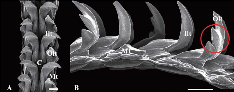 애기삿갓조개(Cellana toreuma) radula. A. frontal view, B. lateral view. C: central tooth, lit: innermost lateral tooth, Olt: outermost lateral tooth, Mt: marginal teeth, scale bar: 100μm