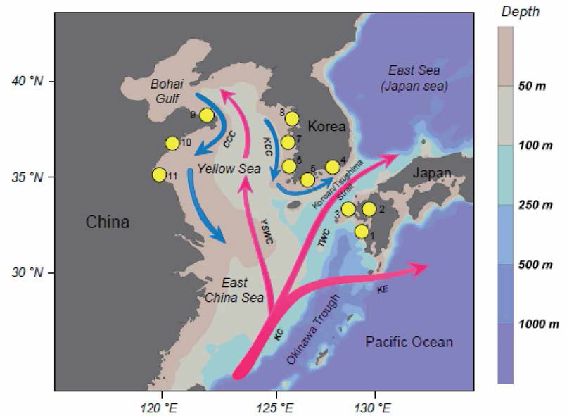 분자계통지리학적 연구에 사용된 북서태평양 지역 집단. KC; Kuroshio current, TWC； Tsushima warm curren,； YSWC； Yellow sea warm current, KE； Kuroshio extension, CCC; China coastal current KCC; Korea coastal current