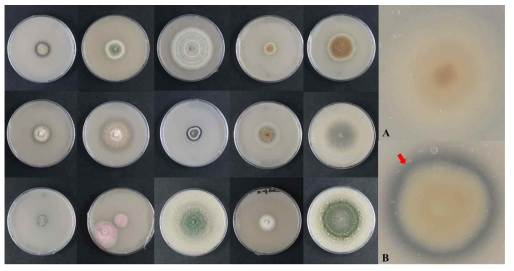 Polycaprolactone diol (PCL) 혼합배지에 치상한 균주의 7일 후 모습 A) Clear zone이 관찰되지 않는 균주의 모습, B) Clear zone이 관찰되는 균주의 모습. 붉은 화살표) 폴리머의 모습, 붉은 동그라미) 콜로니의 중심부의 모습