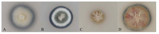 PCL 혼합배지에서 clear zone이 관찰된 균주의 모습. A) KNUF-P1241 (7일 후), B) KNUF-PPH03 (7일 후), C) KNUF-PBU01 (7일 후), D) KNUF-PBU01 (14일 후)