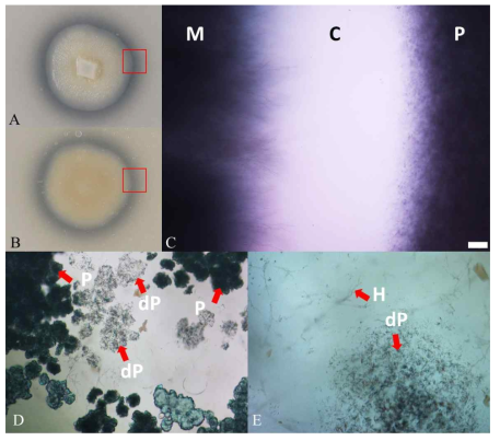 Apiotrichum sp. 균주에 의한 clear zone의 광학현미경적 관찰 결과 A) 앞면, B) 뒷면, C) Clear zone이 관찰된 부분의 광학현미경 관찰결과. D) 광학현미경 상 관찰된 폴리머의 모습, E) 분해된 폴리머 및 균사의 모습. M) Mycelium, P) Polymer, C) Clear zone, H) Hyphae, dP) Degraded polymer. Scale bar = 200 ㎛