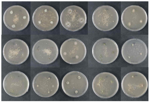 Polylactic acid (PLA) 혼합배지에 치상한 균주의 8일 후 모습