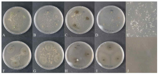 Polylactic acide (PLA) 혼합배지에 치상한 균주의 변화 모습 PLA 분해가 관찰되지 않은 배지의 모습 (A-D) 및 PLA 분해가 관찰된 배지의 모습 (F-I). A, C) KNUF-PYH01 (18일차, 45일차), B, D) KNUF-PGC27 (18일차, 45일차), E) 분해되지 않은 PLA 입자, F, H) KNUF-PDG04 (18일차, 45일차), G, I) KNUF-PDG06 (18일차, 45일차), J) 분해된 PLA 입자