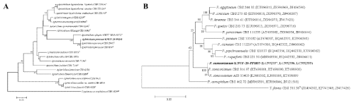 Apiotrichum sp. 및Penicillium sp. 균주의 계통학적 유연관계 분석결과 A) A. porosum KNUF-P1241 (ITS 및 LSU), B) Penicillium samsonianum KNUF-PPH03 (RPB2, CAL 및 TUB)