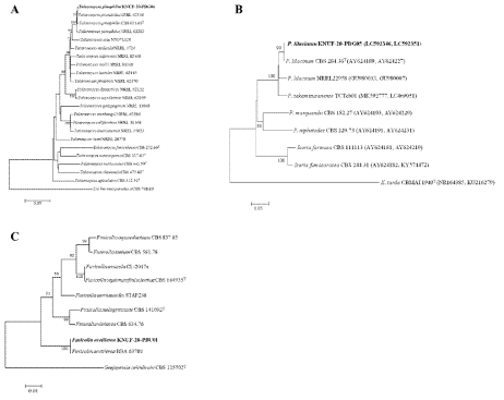 Talaromyces sp., Purpureocillium sp. 및 Fusicolla sp. 균주의 계통학적 유연관계 분석 결과 A) KNUF-PDG06 (RPB2, CAL 및 TUB), B) KNUF-PDG05 (ITS 및 TEF), C) KNUF-PBU01 (ITS 및 RPB2)