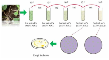 하등균류 순수분리를 위한 토양시료의 serial dilution 방법