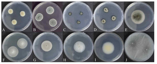 발굴된 신종 후보종의 배양학적 특징 A) Thelonectria sp. KNUF-20-NI001, B) Penicillium sp. KNUF-20-NI002, C) Xenopenidiella sp. KNUF-20-NI004, D) Rhinocladiella sp. KNUF-20-NI005, E) Tolypocladium sp. KNUF-20-NI018, F) Chaetomium sp. KNUF-20-124, G) Nigrograna sp. KNUF-20-NI019, H) Sporothrix sp. KNUF-20-007, I) Xenoacremonium sp. KNUF-20-047, J) Trichoderma sp. KNUF-20-085