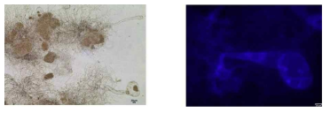 혐기성 균류 (학명) JS1의 형태 모습
