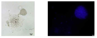 혐기성 균류 (학명) JS3의 형태 모습
