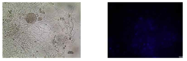 혐기성 균류 (학명) JS6의 형태 모습