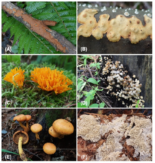 태백산국립공원의 주요 목재부후균. A. Fuscoporia ferrea, B. Perenniporia maackiae, C. Calocera aff. viscosa, D. Coprinellus disseminatus, E. Pholiota flammans, F. Xylodon asperus