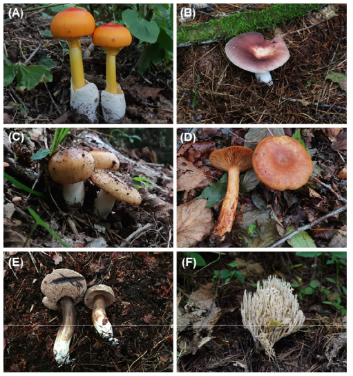 태백산국립공원의 주요 외생균근균. A. Amanita caesareoides, B. Russula cf. vesca, C. Russula compacta, D. Lactarius kumaonensis, E. Porphyrellus porphyrosporus, F. Ramaria gracilis