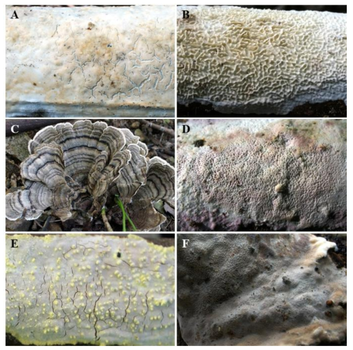 무등산국립공원의 주요 목재부후균. A. Phanerochaete concrescens, B. Irpex lacteus, C. Trametes versicolor, D. Ceriporia nanlingensis, E. Dentocorticium bicolor , F. Eichleriella tenuicula