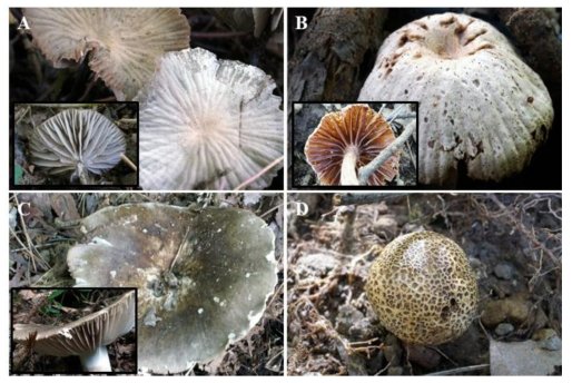 무등산국립공원의 주요 외생균. A. Laccaria murina, B. Laccaria vinaceoavellanea, C. Russula nigricans, D. Scleroderma areolatum