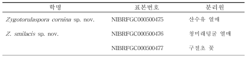 효모 신종 후보