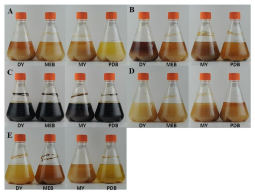 균주별 배양액 비교. A. Polyporus arcularius, B. Polyporus brumalis, C. Polyporus parvovarius, D. Polyporus tuberaster, E. Polyporus ulleungus