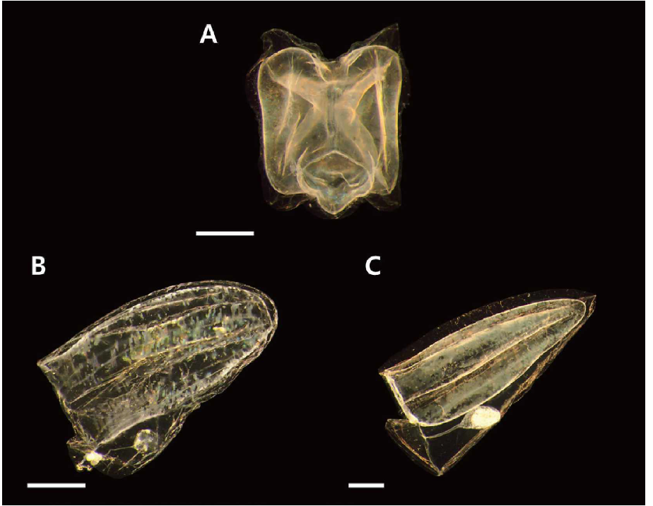 히드로해파리류 미기록종. A. Nanomia bijuga, B. Lensia subtilis, C. Lensia subtiloides Scale bar=1mm