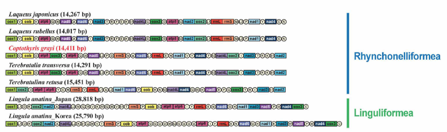 완족동물 분류군의 미토콘드리아 gene arrangement pattern의 비교