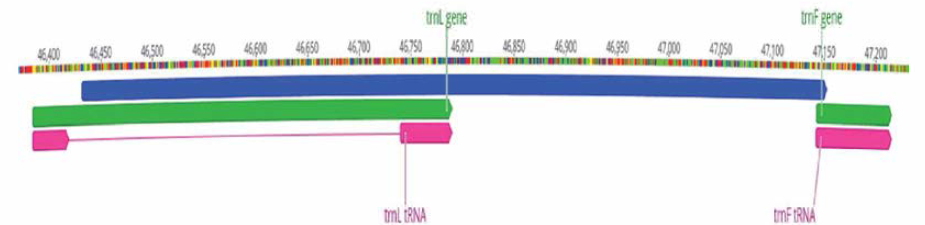 엽록체 DNA의 tunL-F 영역