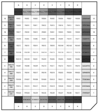 Barcode + MHC primer의 PCR plate 내 배정 예시