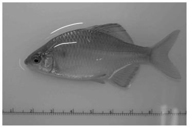 납지리(Acheilognathus rhombeus) 김정훈 촬영