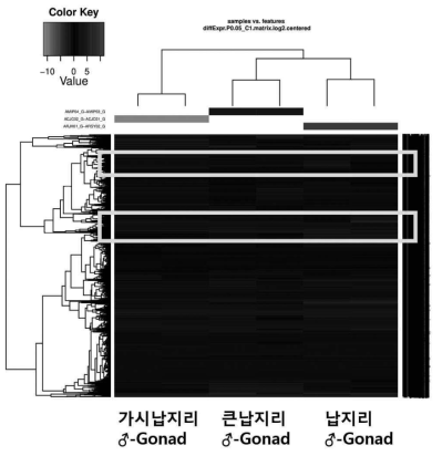 Group 1(수컷–생식소)의 heatmap 네모 상자: 수컷 생식소 분석 결과 ‘납지리 vs (가시납지리+큰납지리)’에서 발현량 차이를 보이는 유전자 그룹