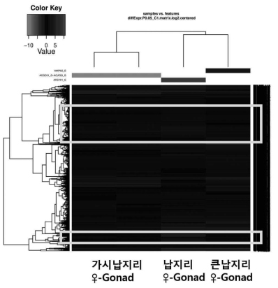 Group 2(암컷–생식소)의 heatmap 네모 상자: 암컷의 생식소 분석 결과 ‘납지리 vs (가시납지리+큰납지리)’에서 발현량 차이를 보이는 유전자 그룹