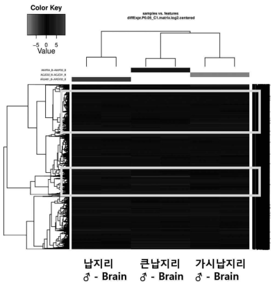 Group 3(수컷–뇌)의 heatmap 네모 상자: 수컷의 뇌 분석 결과 ‘납지리 vs (가시납지리+큰납지리)’에서 발현량 차이를 보이는 유전자 그룹