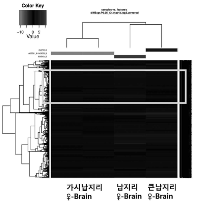 Group 4(암컷–뇌)의 heatmap 네모 상자: 암컷의 뇌 분석 결과 ‘납지리 vs (가시납지리+큰납지리)’에서 발현량 차이를 보이는 유전자 그룹