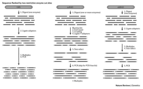 두 개의 제한효소를 사용한 유전 다양성 마커 발굴 방법 비교 (출처: Andrews, et al., Nat. Rev. Genet., 2016)