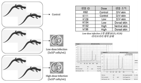 항아리곰팡이(Bd) 감염 실험 개요