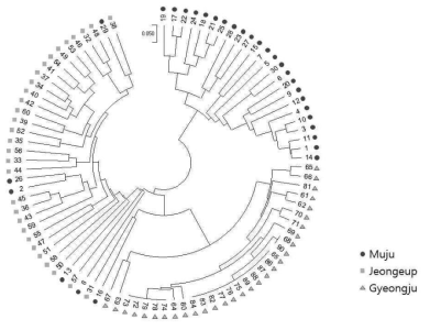 Marker loci를 이용한 홍딱지바수염반날개 3지역 개체군의 계통분석결과 Muju: 무주, Jeongeup: 정읍, Gyeongju: 경주