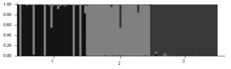 홍딱지바수염반날개 3개 집단에 대한 유전적 집단구조(K = 3) K: the number of population