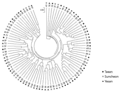 Marker loci를 이용한 청딱지개미반날개 3지역 개체군의 계통분석결과 Taean: 태안, Suncheon: 순천, Yesan: 예산