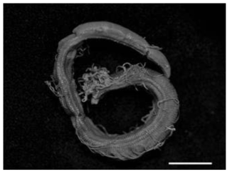 실타래갯지렁이류 Timarete posteria(Choi et al., 2018)