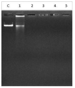 NGS 분석을 위한 Timarete posteria DNA의 전기영동 결과 (C: Control, 1: IN7089)